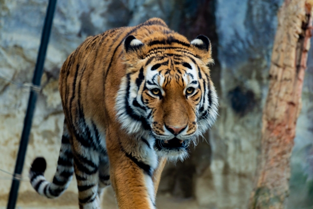 福山市立動物園